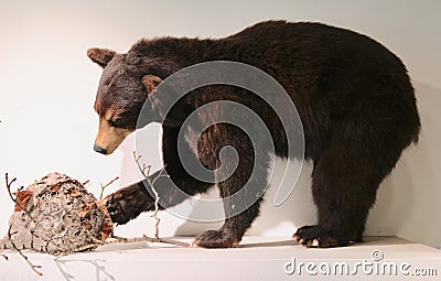 A Mounted Brown Bear Editorial Stock Photo
